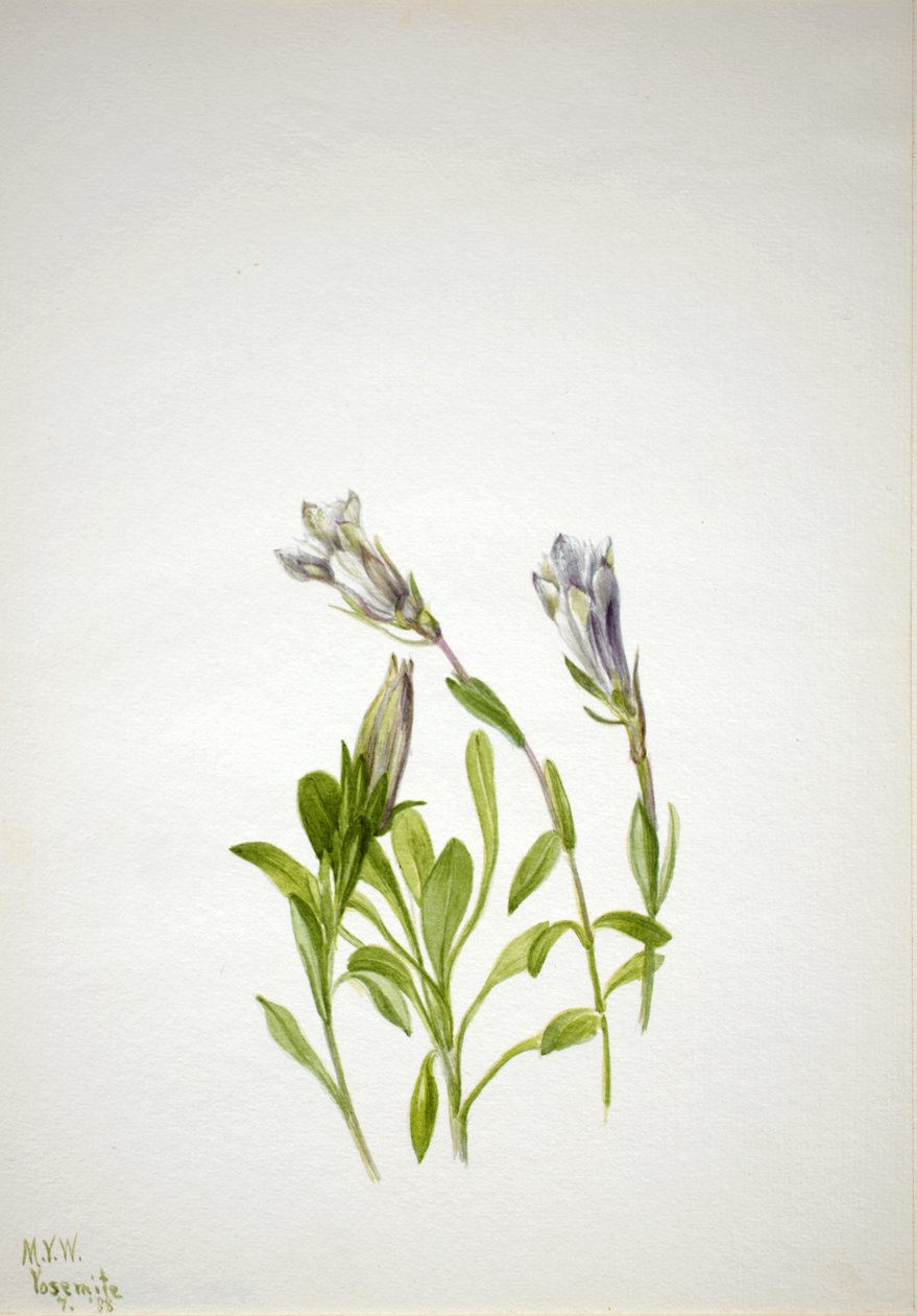 Gentian Gentiana újbogyó, 1938. alkotó: Mary Vaux Walcott