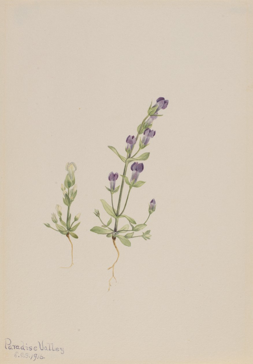 Gentiana propingua, 1916 alkotó: Mary Vaux Walcott