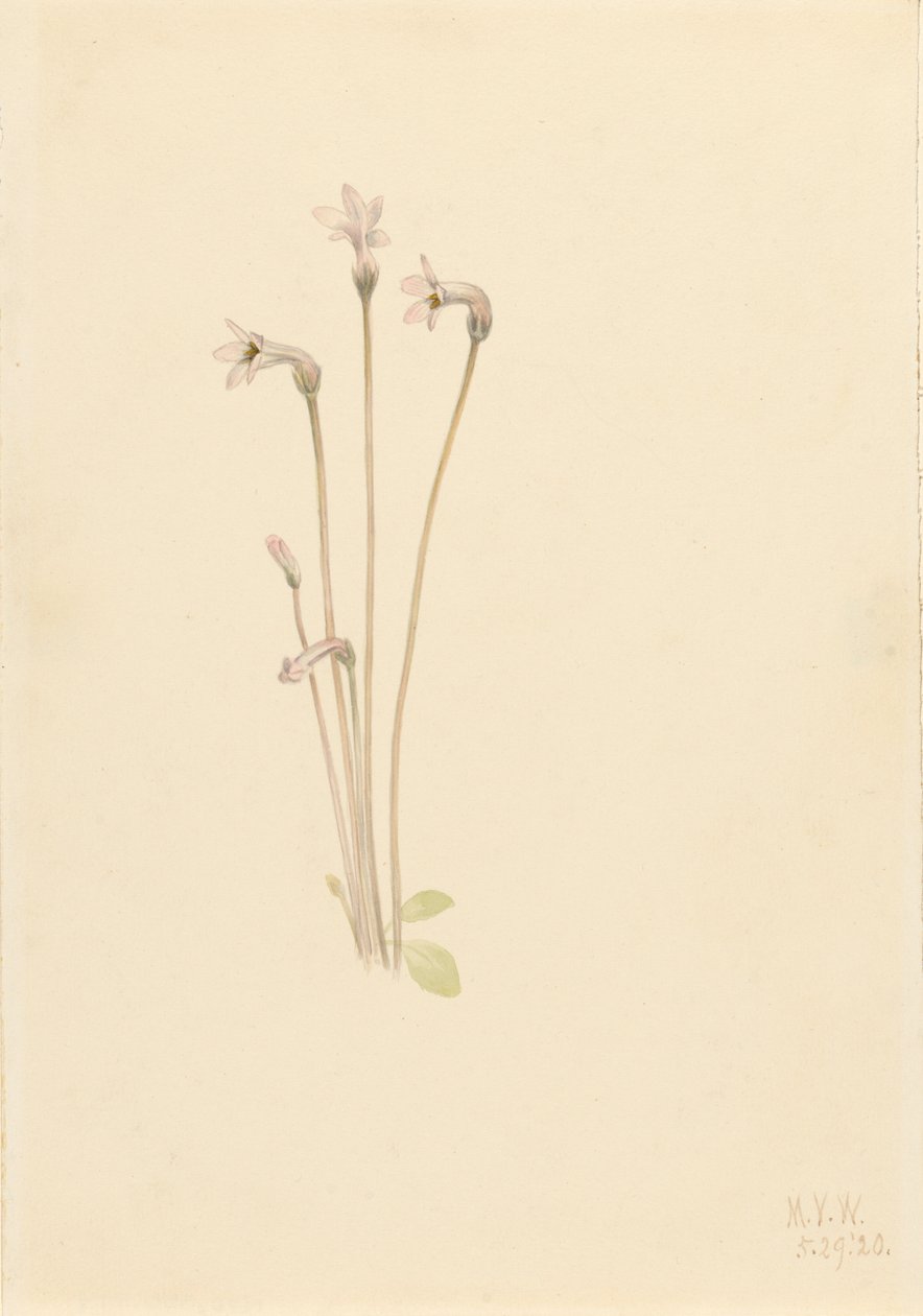 Thalesia uniflora szellemcső, 1920. alkotó: Mary Vaux Walcott