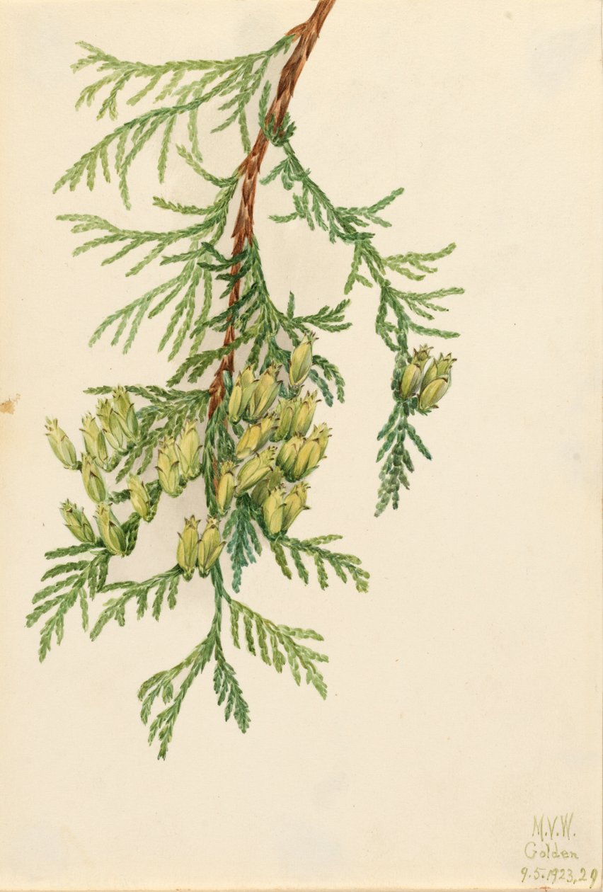 Óriás Arborvitae Thuja plicata, 1923 alkotó: Mary Vaux Walcott
