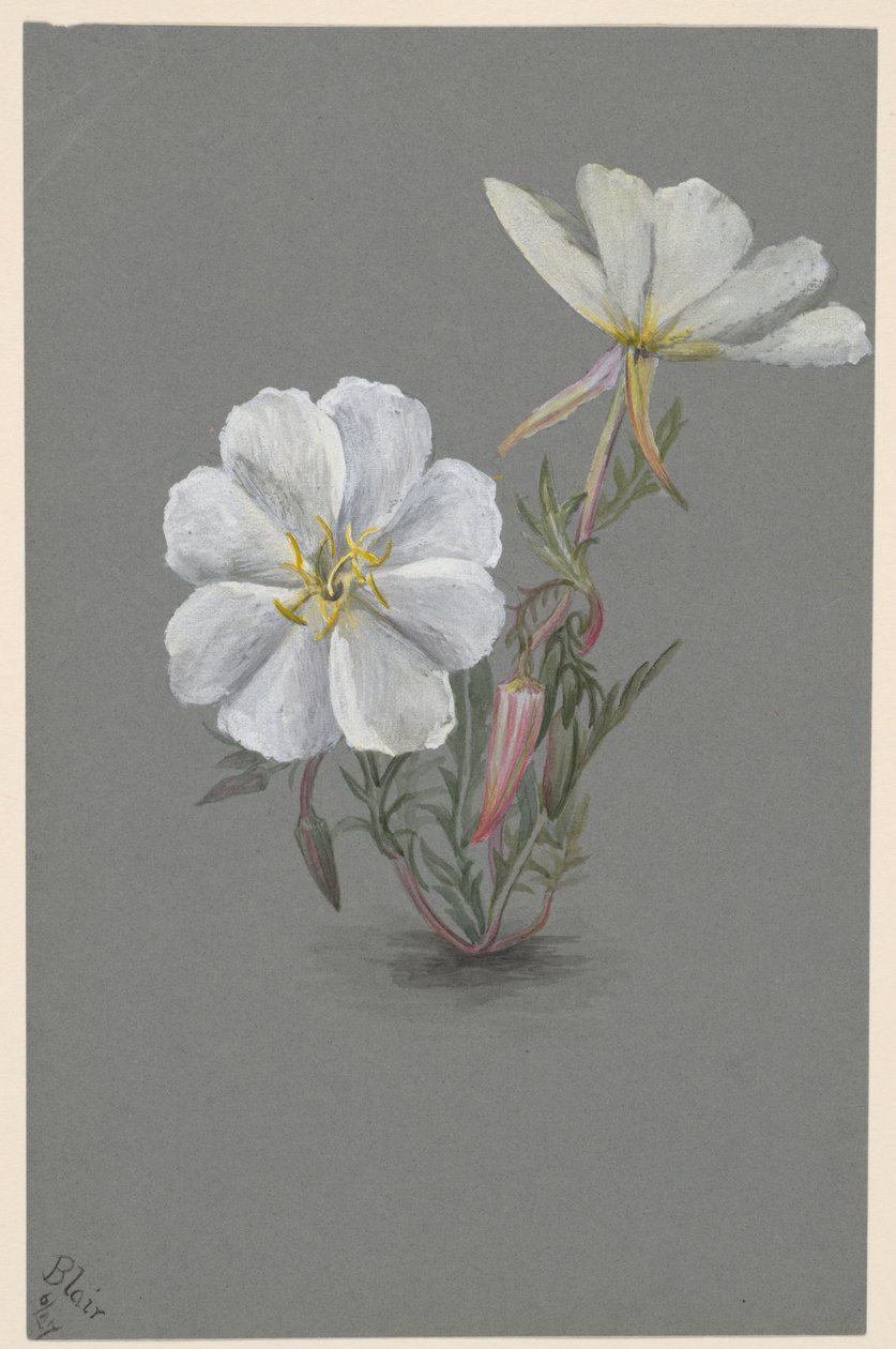 Óriás Helleborine (Epipactia gigantea) alkotó: Mary Vaux Walcott
