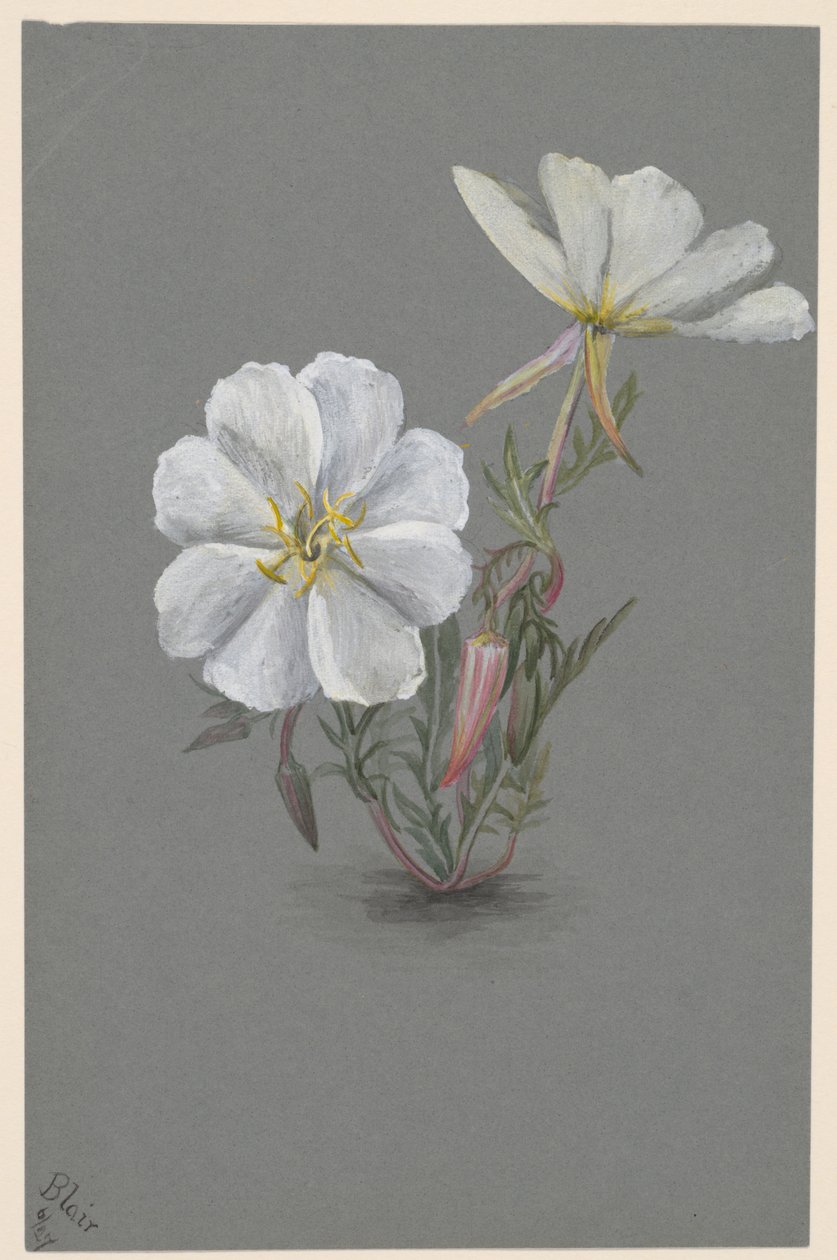Óriás Helleborine Epipactis gigantea, kb. 1880. alkotó: Mary Vaux Walcott