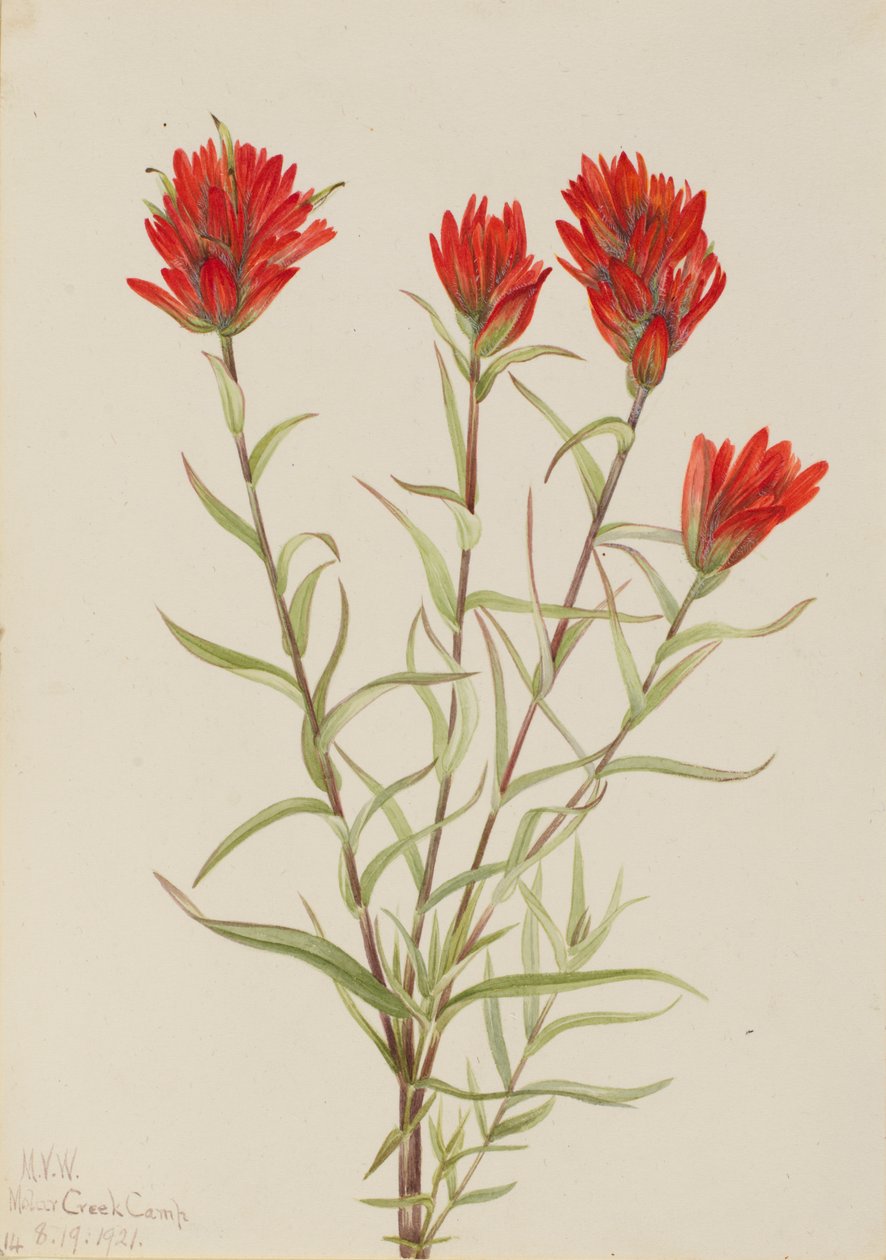 Óriás vörös ecset Castilleja miniata, 1921. alkotó: Mary Vaux Walcott