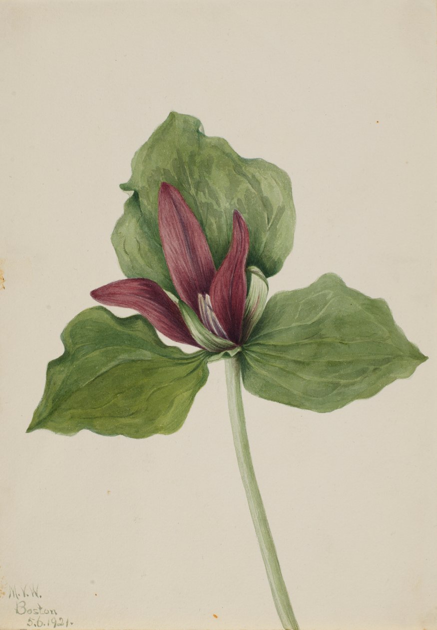 Óriás Trillium (Trillium chloropetalum) alkotó: Mary Vaux Walcott