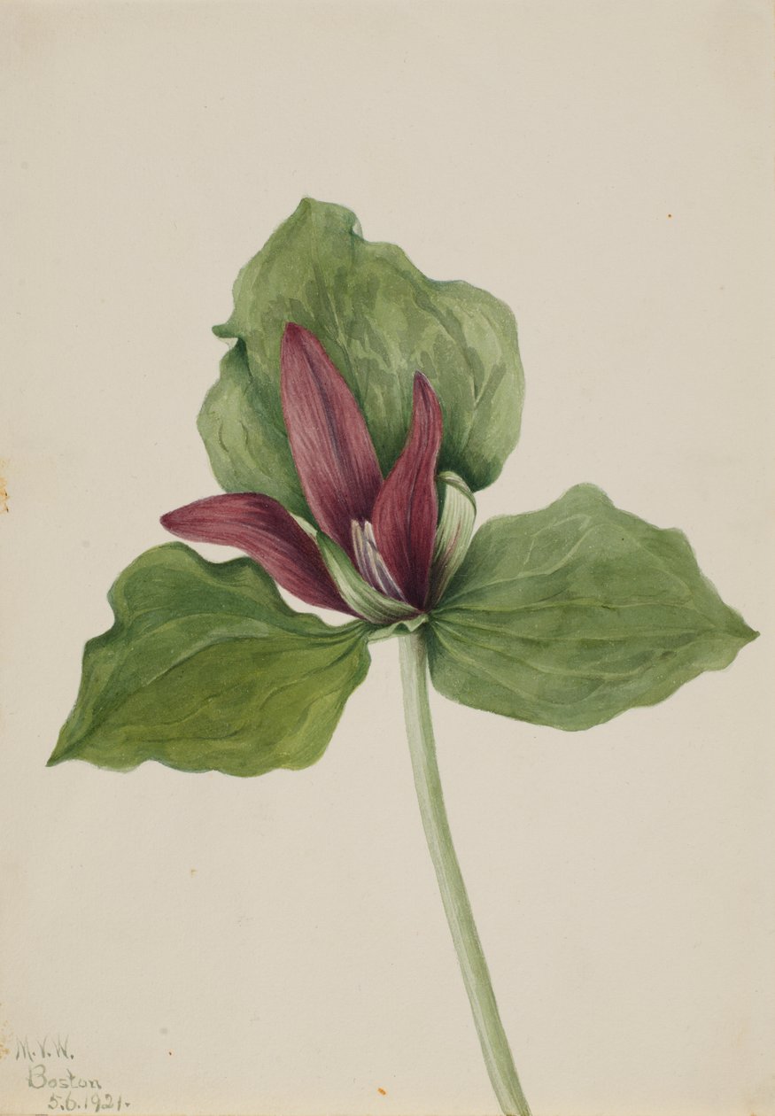 Óriás trillium Trillium chloropetalum, 1921. alkotó: Mary Vaux Walcott