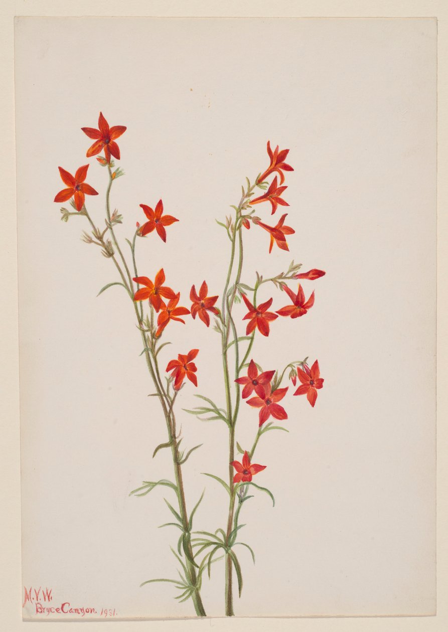 Gilia arizonica alkotó: Mary Vaux Walcott