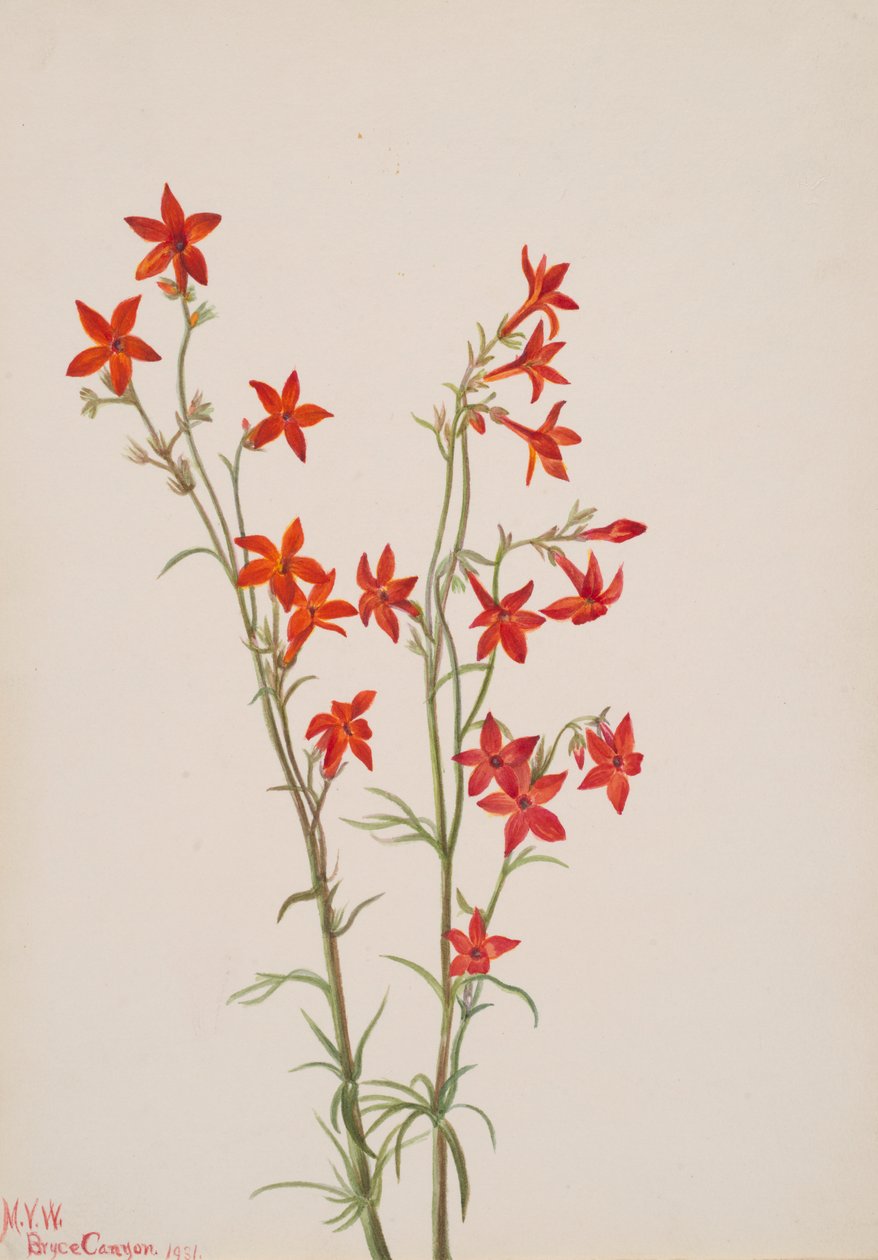 Gilia arizonica, 1931. alkotó: Mary Vaux Walcott