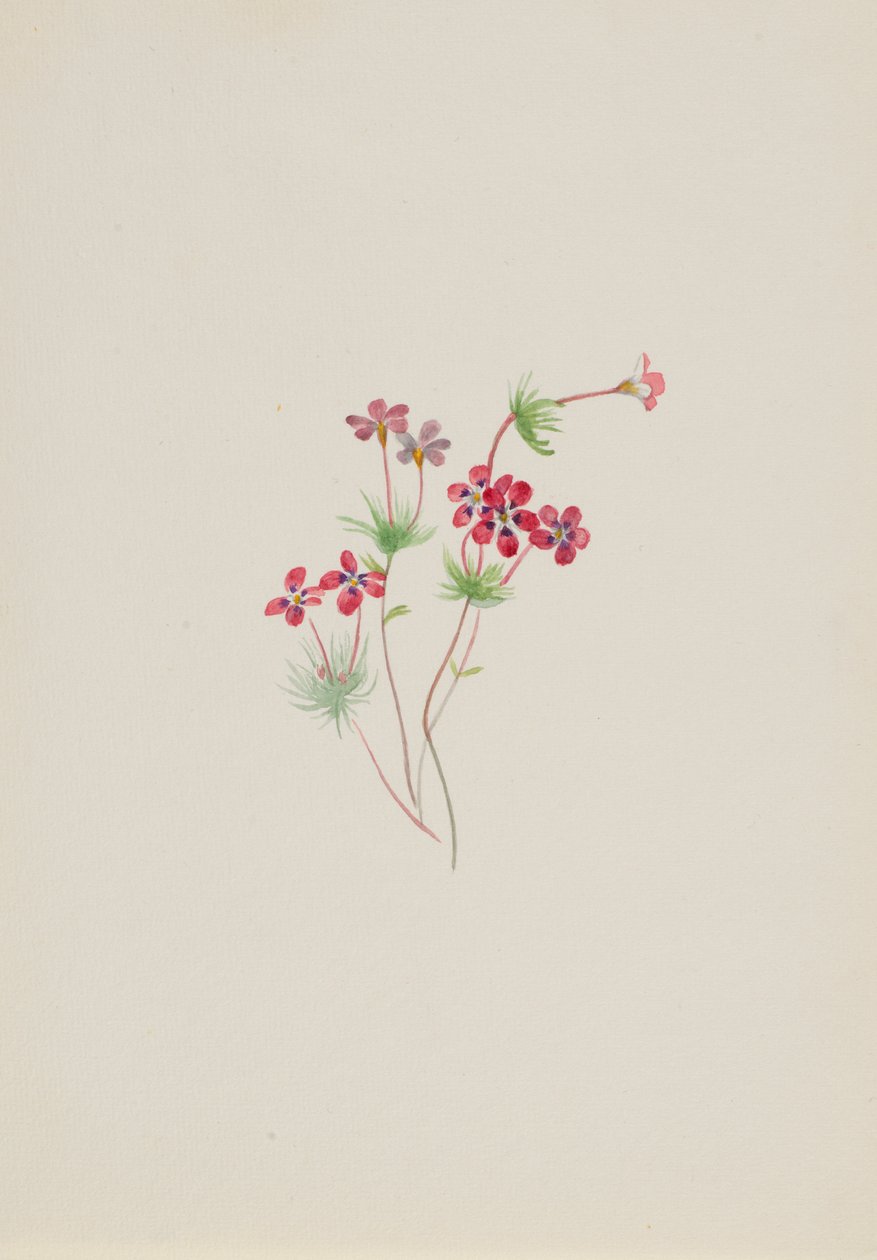 Gilia linanthus parviflorus alkotó: Mary Vaux Walcott