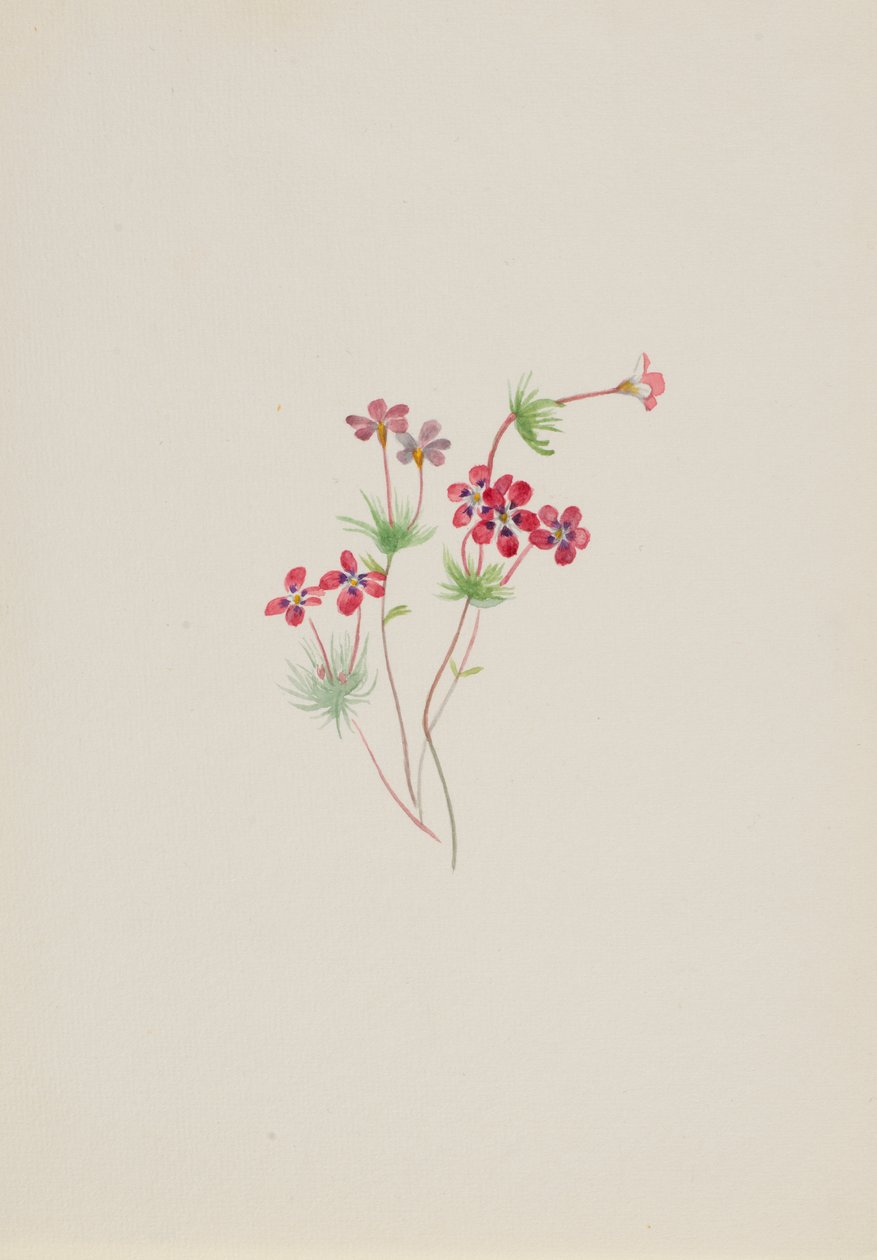 Gilia linanthus parviflorus, kb. 1900-1930. alkotó: Mary Vaux Walcott