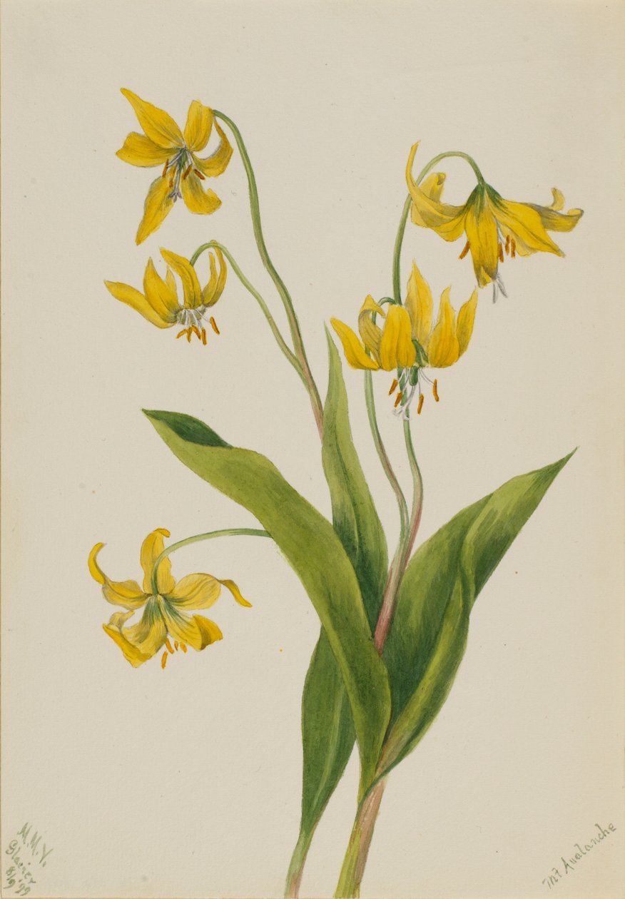 Gleccserliliom (Erythronium grandiflorum) alkotó: Mary Vaux Walcott