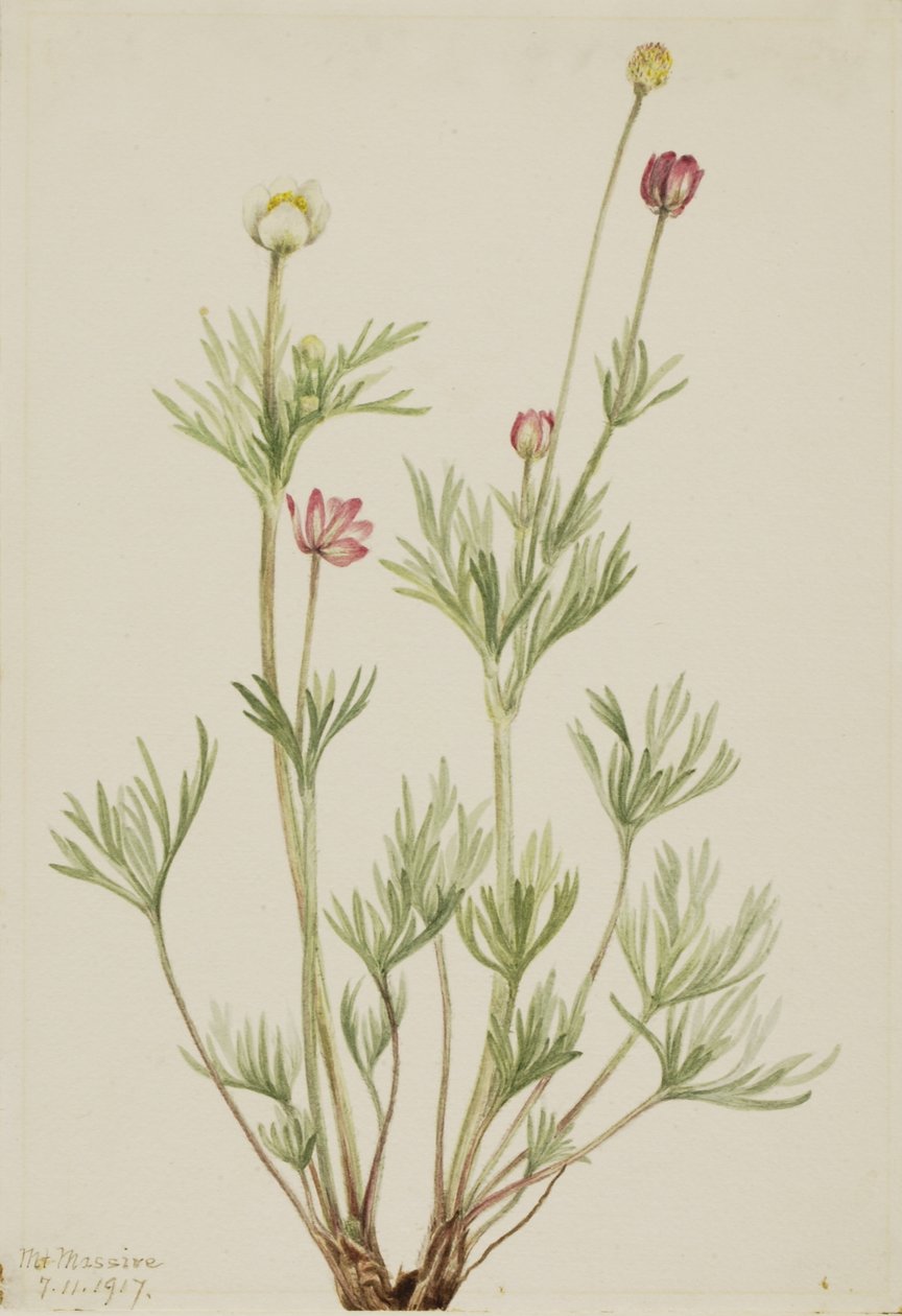 Gömbvirág (Anemone globosa) alkotó: Mary Vaux Walcott