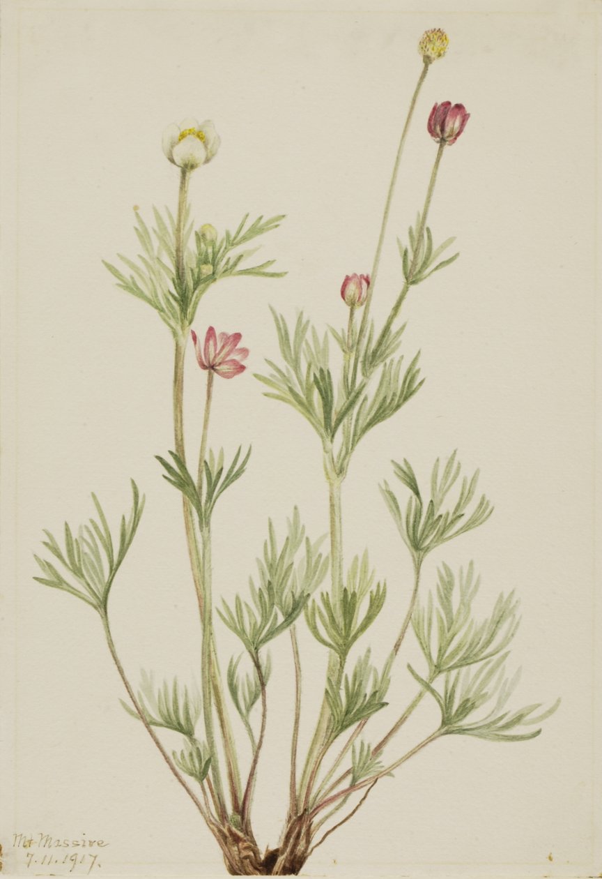 Globe Anemone Anemone globosa, 1917. alkotó: Mary Vaux Walcott