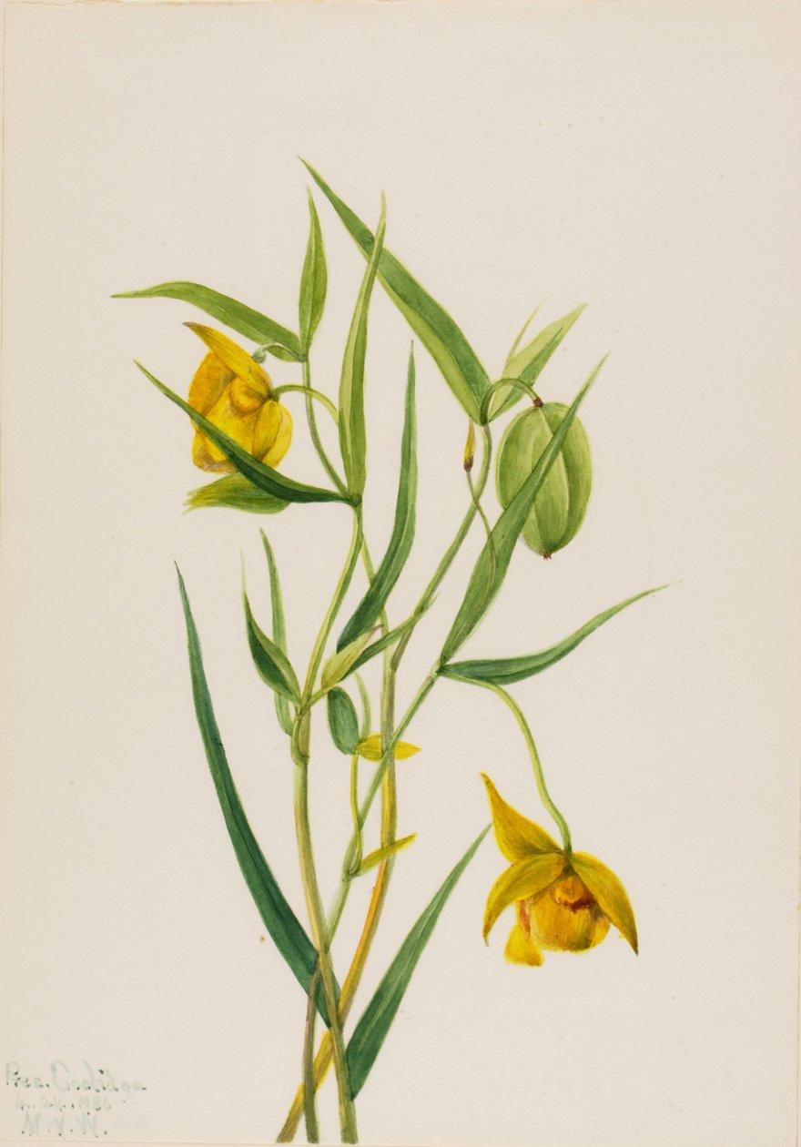 Arany tündérlámpás, Calochortus amabilis, 1936. alkotó: Mary Vaux Walcott