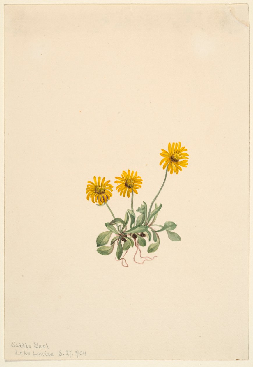 Arany bolhaparéj (Erigeron aureus) alkotó: Mary Vaux Walcott