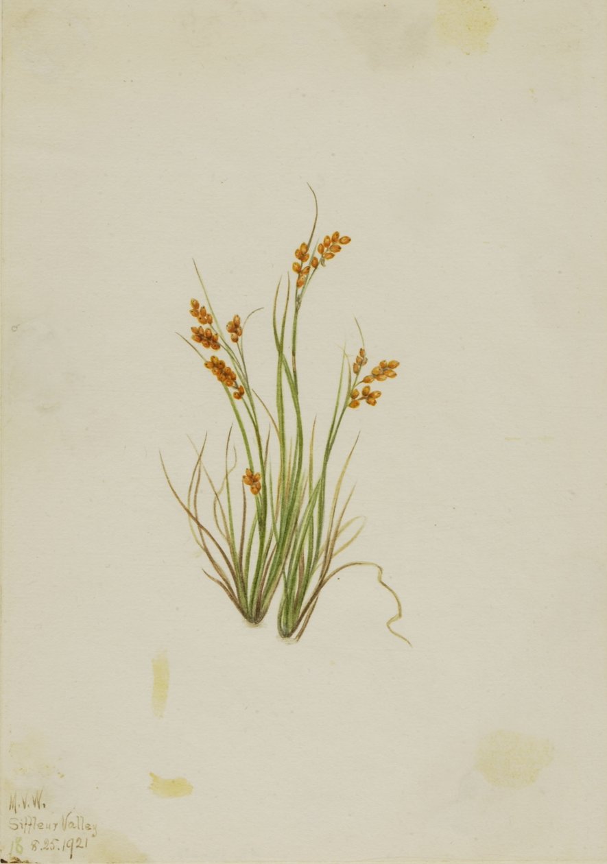 Aranyszegély (Carex aurea) alkotó: Mary Vaux Walcott