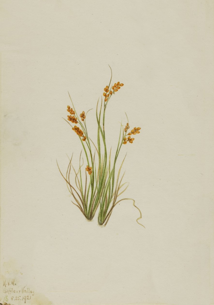 Aranysás Carex aurea, 1921. alkotó: Mary Vaux Walcott