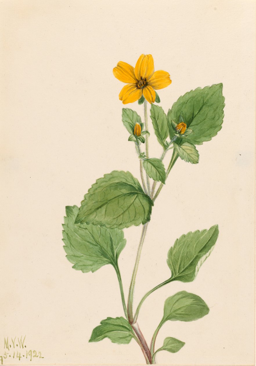 Arany csillag (Chrysogonum virginianum) alkotó: Mary Vaux Walcott