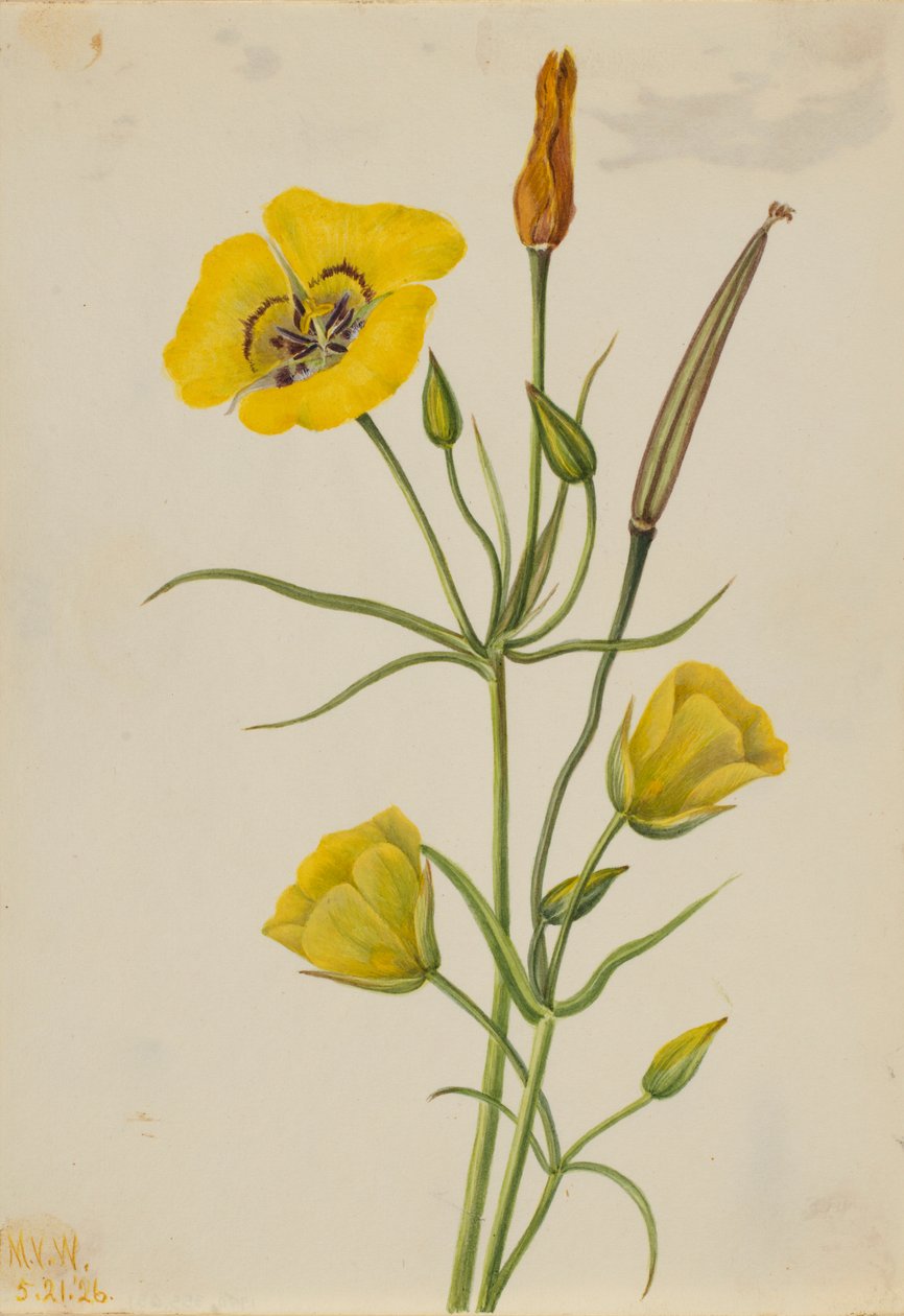 Aranysárga mariposa (Calochortus claratus) alkotó: Mary Vaux Walcott