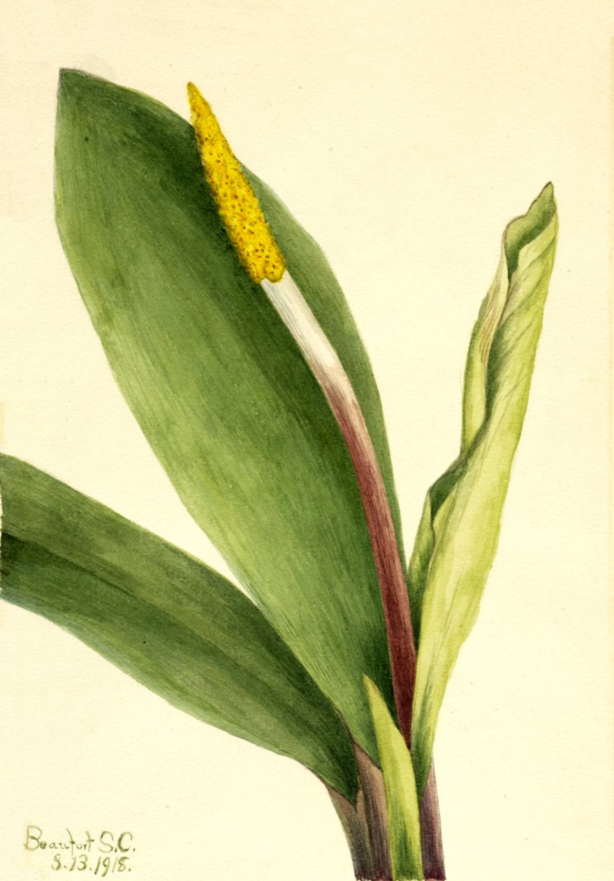 Goldenclub Orontium aquaticum, 1918 alkotó: Mary Vaux Walcott