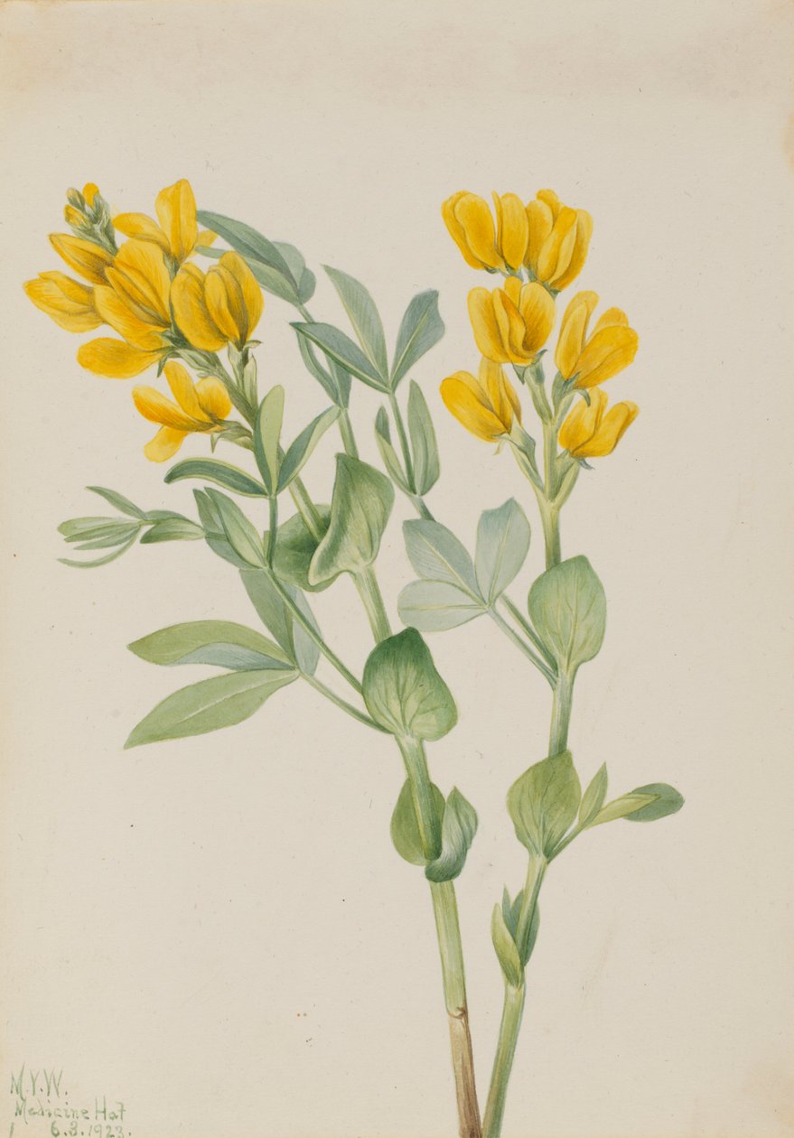 Aranyborsó (Thermopsis rhombifolia) alkotó: Mary Vaux Walcott