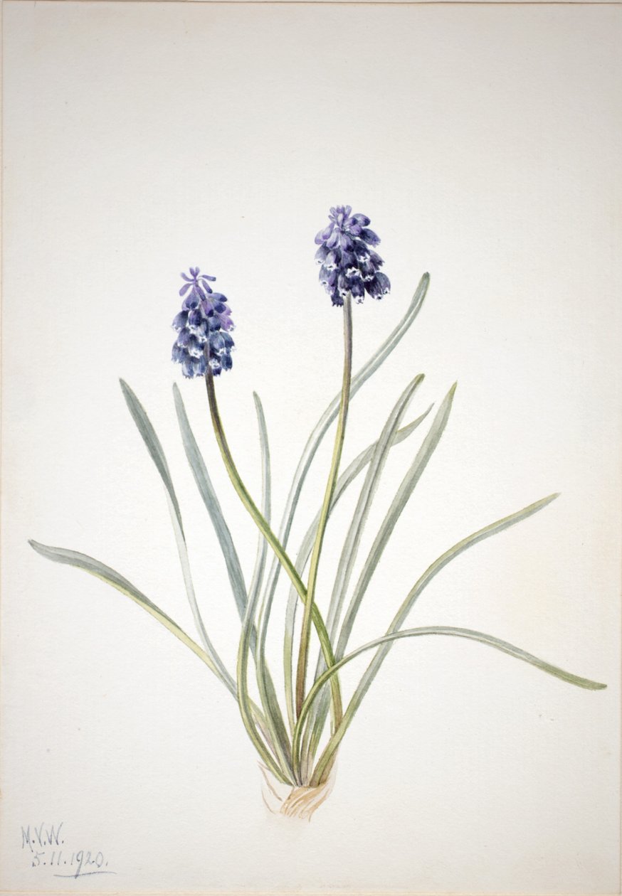 Szőlő jácint (Muscari racemosum) alkotó: Mary Vaux Walcott