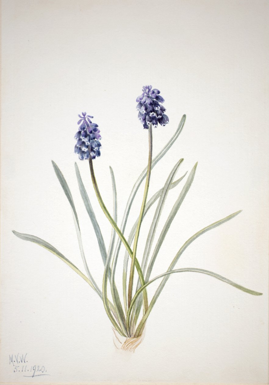 Szőlő Jácint Muscari racemosum, 1920 alkotó: Mary Vaux Walcott