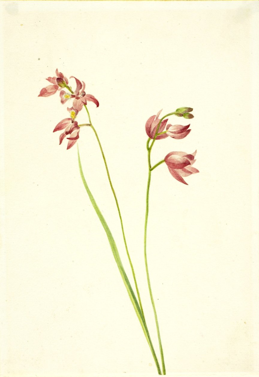 Fű-rózsaszín orchidea (Limodorum tuberosum) alkotó: Mary Vaux Walcott