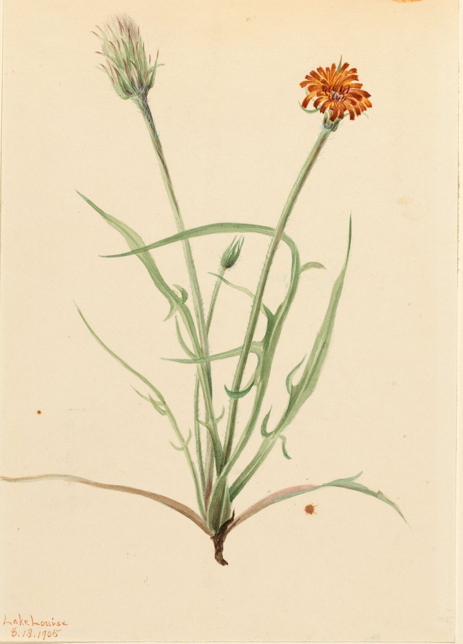 Fűlevelű Agoseris (Agoseris graminifolia) alkotó: Mary Vaux Walcott
