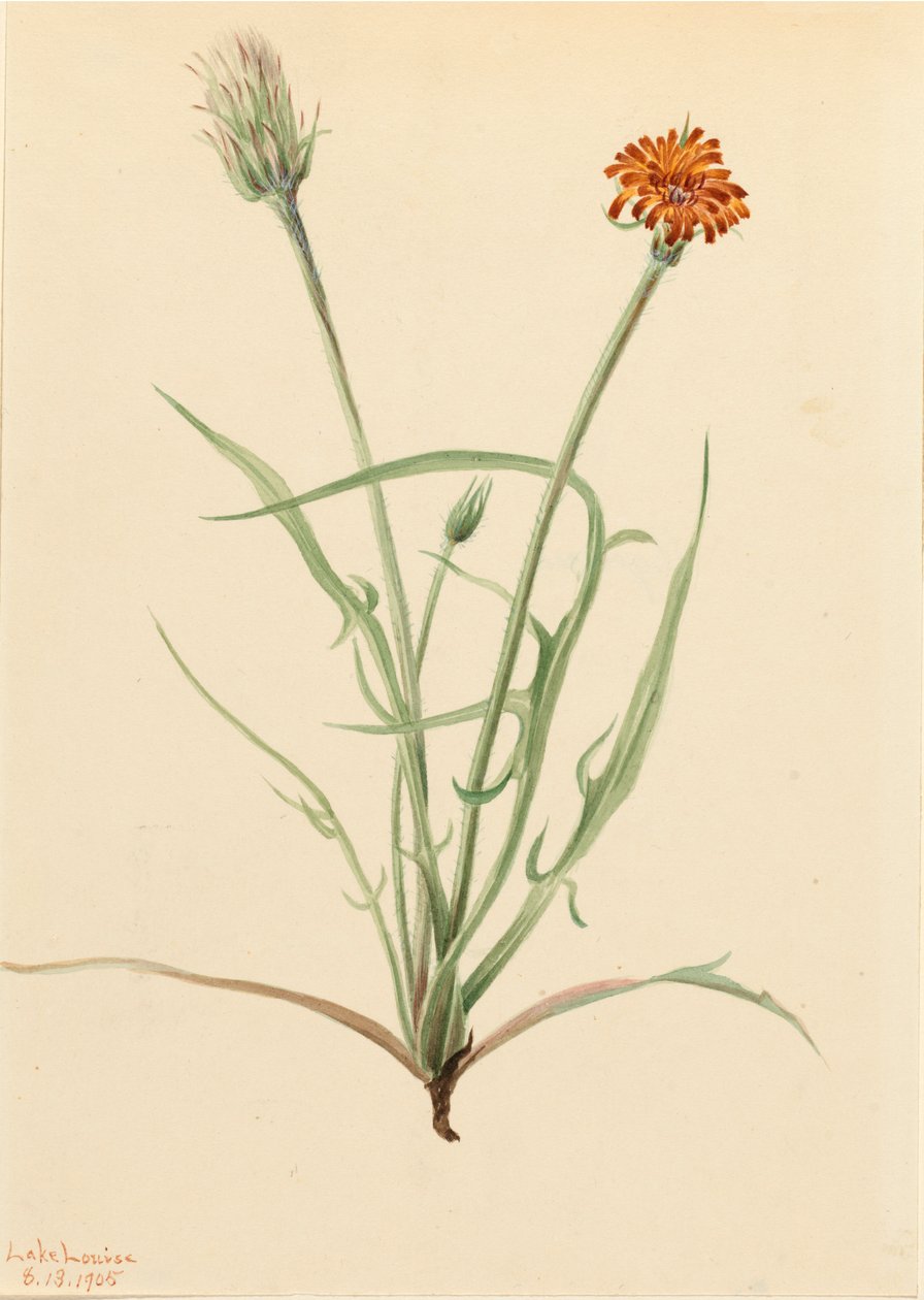 Gyeplevelű Agoseris Agoseris graminifolia, 1905 alkotó: Mary Vaux Walcott