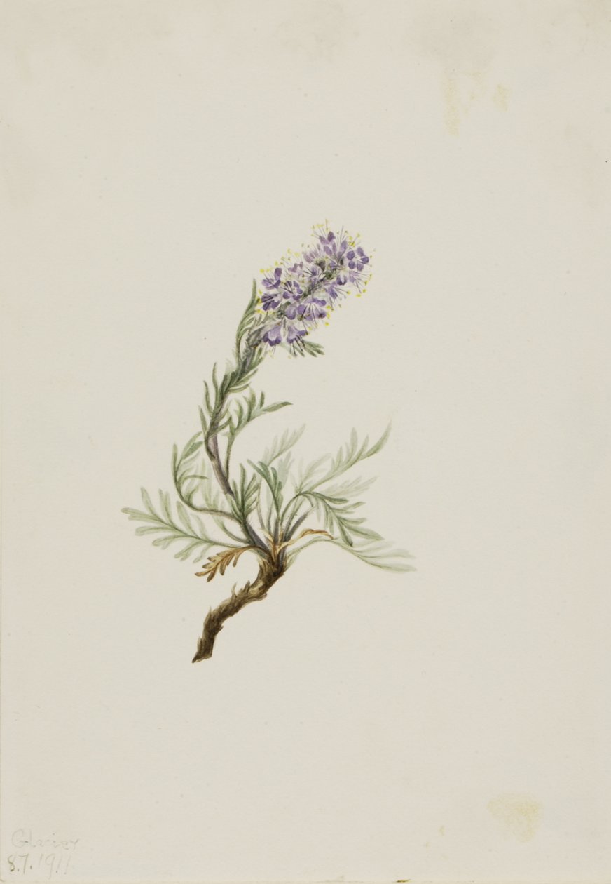 Szürke Phacelia Phacelia sericea szürke, 1911 alkotó: Mary Vaux Walcott
