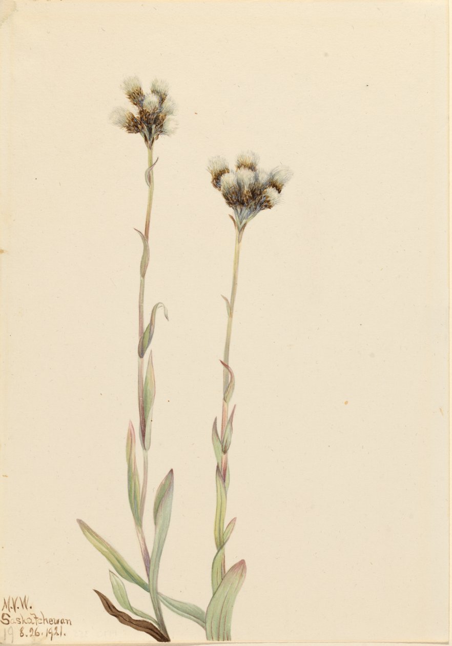 Szürke cickafark (Antennaria howellii) alkotó: Mary Vaux Walcott