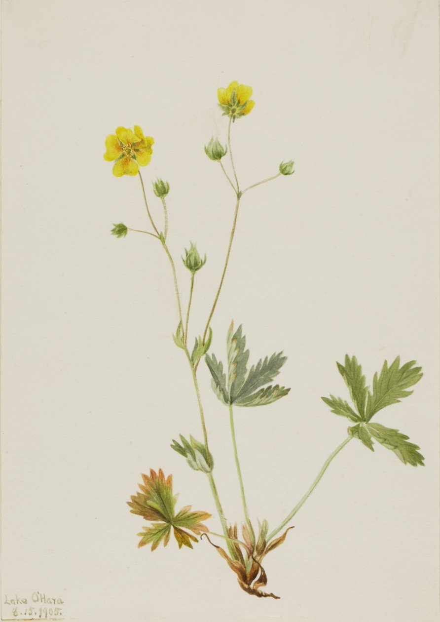 Szürke levelű ötujjú (Potentilla glaucophylla) alkotó: Mary Vaux Walcott
