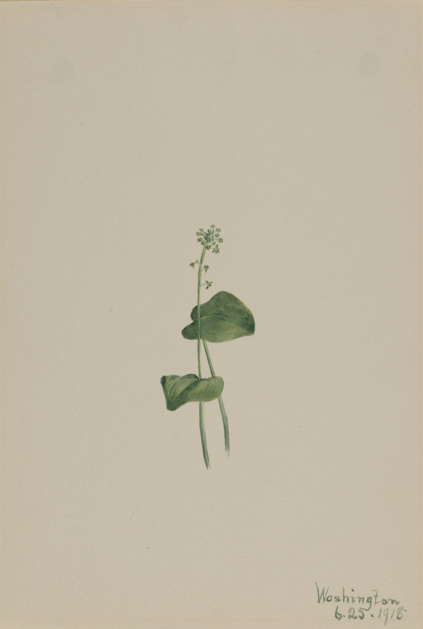 Zöld Vipera szája (Malaxis unifolia) alkotó: Mary Vaux Walcott