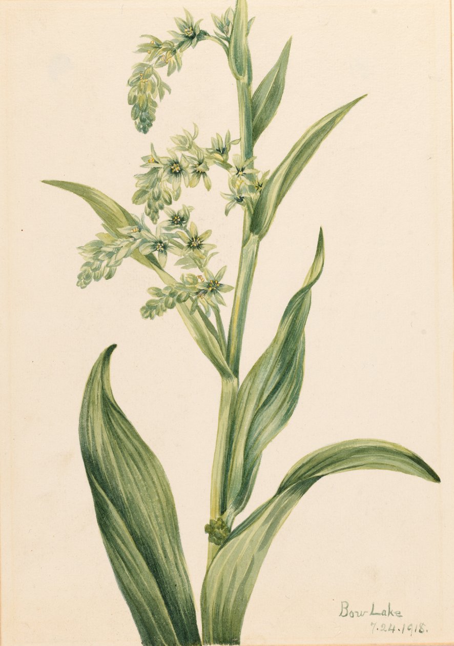 Zöld Medve Káposzta (Veratrum viride) alkotó: Mary Vaux Walcott
