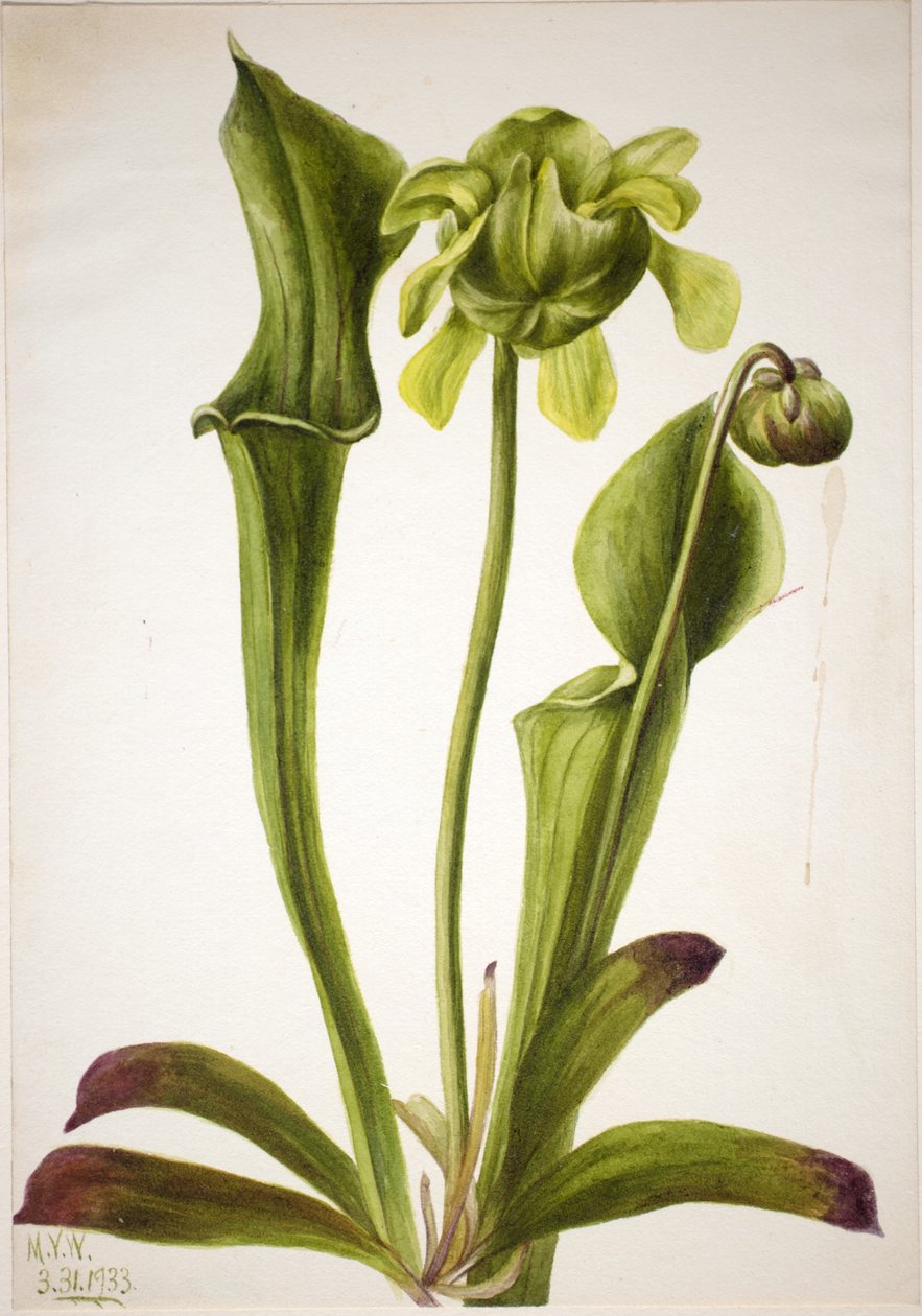 Zöld kancsó növény (Sarracenia orephila) alkotó: Mary Vaux Walcott