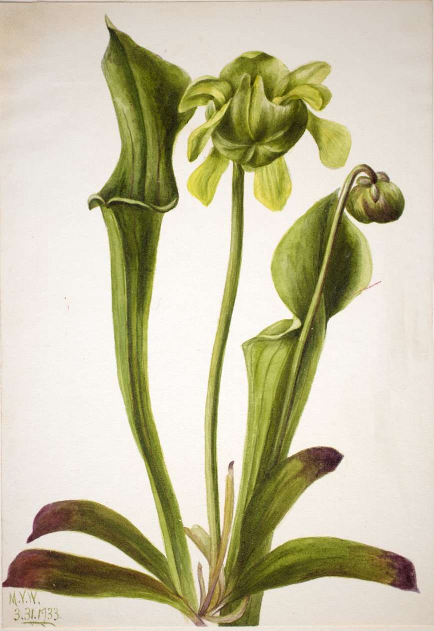 Zöld kancsó Sarracenia orephila, 1933. alkotó: Mary Vaux Walcott