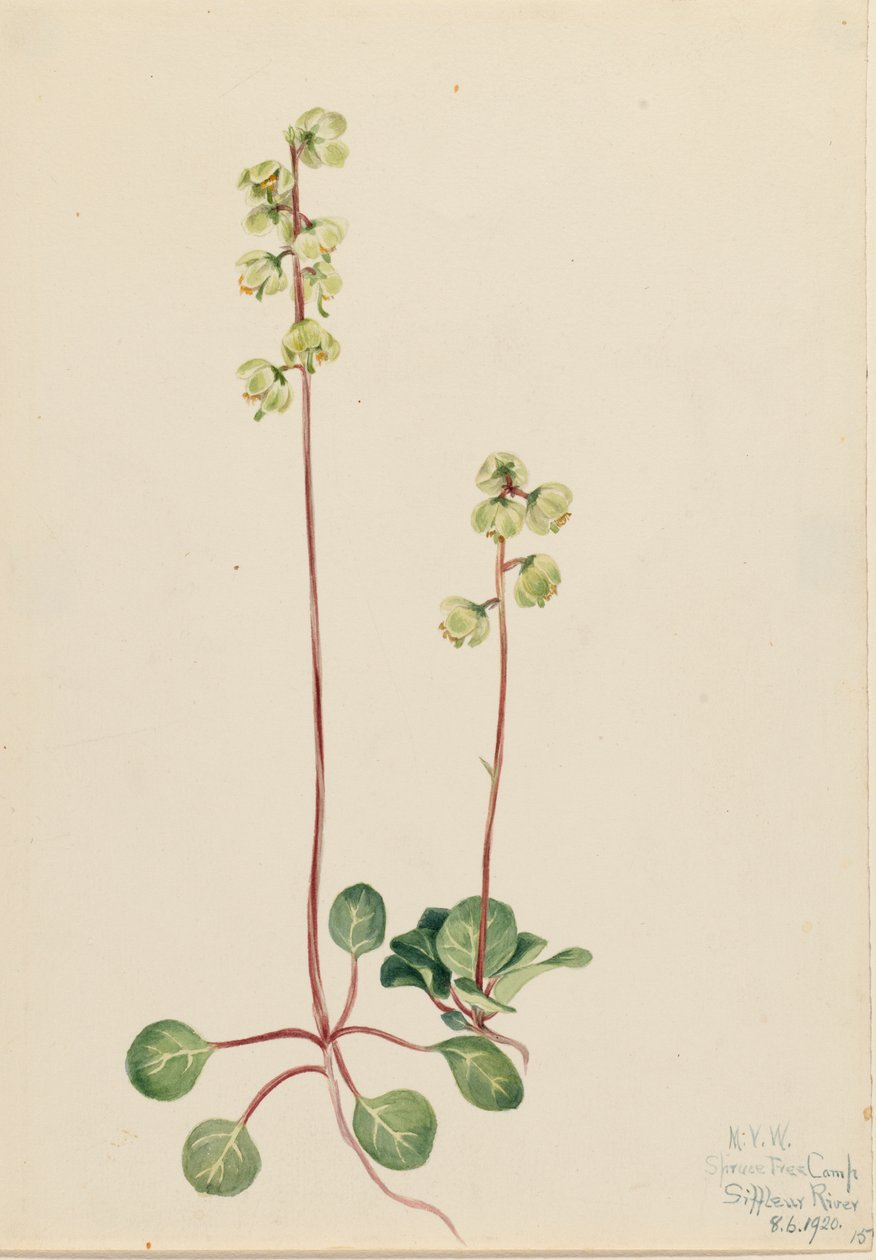 Zöld Pyrola Pyrola chlorantha, 1920. alkotó: Mary Vaux Walcott