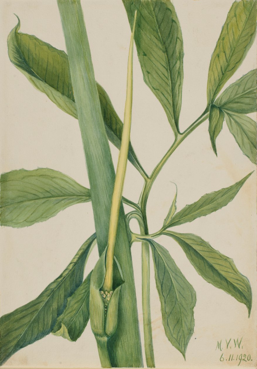 Zöldsárkány (Arisaema dracontium) alkotó: Mary Vaux Walcott