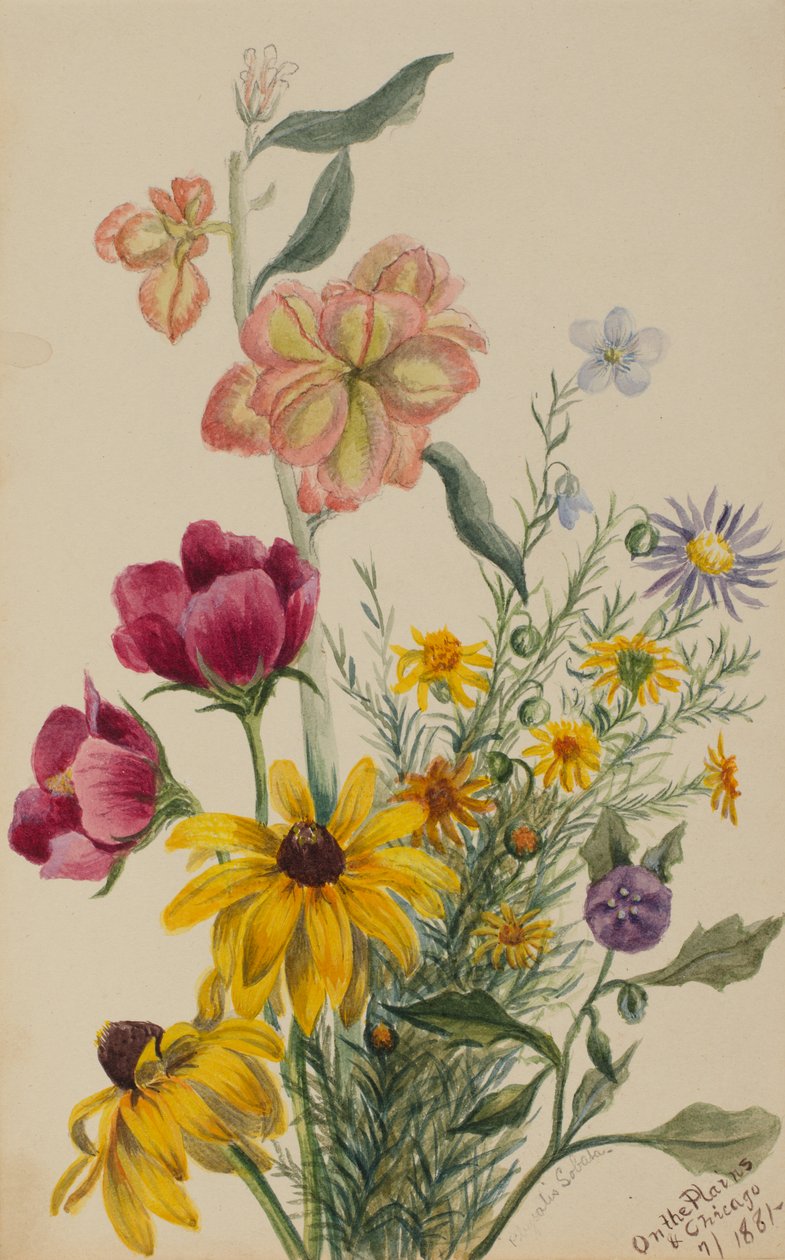Virágcsoport, 1881. alkotó: Mary Vaux Walcott