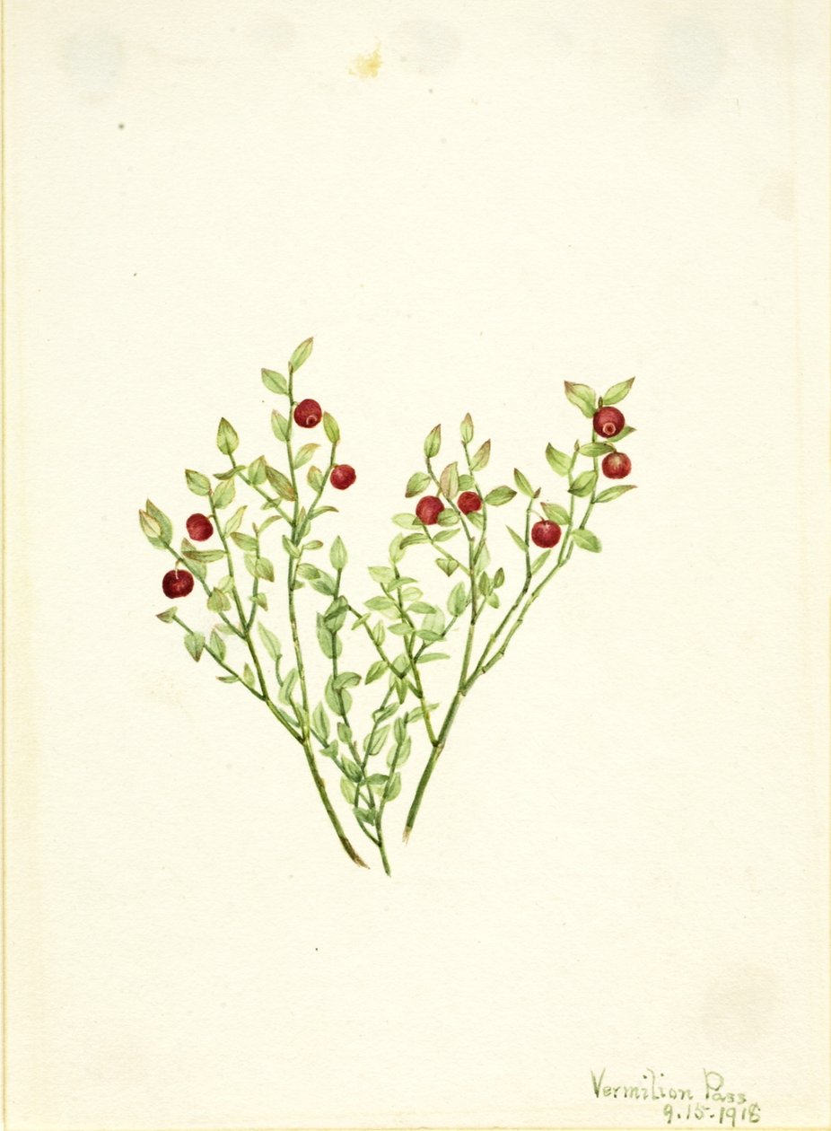 Fajdbogyó (Vaccinium scoparium) alkotó: Mary Vaux Walcott