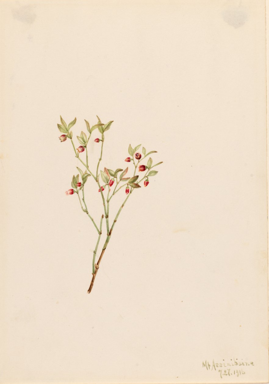 Fajdbogyó (Vaccinum scoparium) alkotó: Mary Vaux Walcott