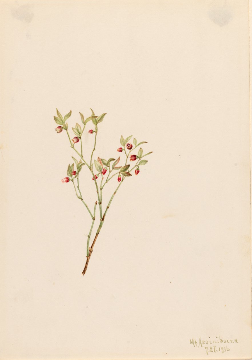 Grouse Whortleberry Vaccinium scoparium, 1916. alkotó: Mary Vaux Walcott