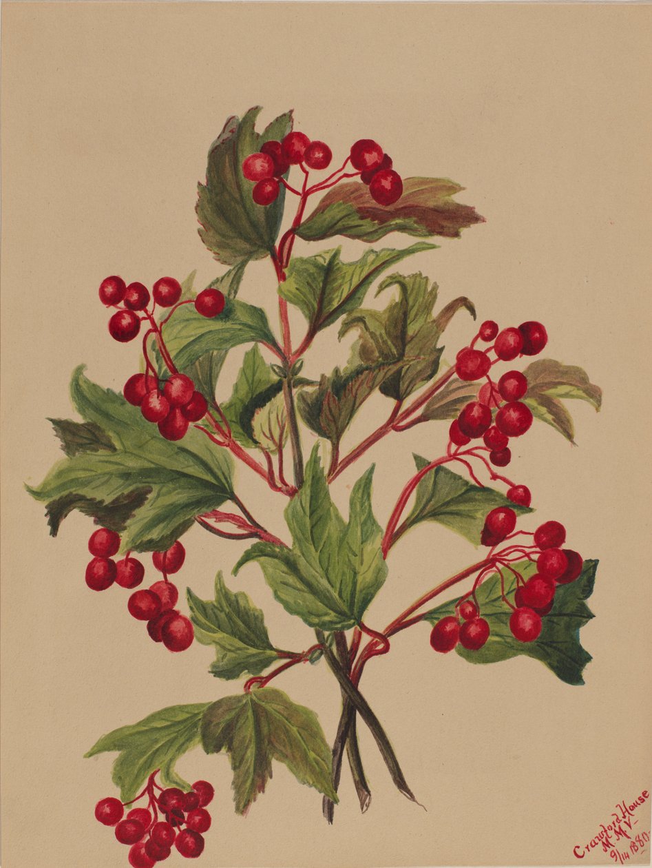 Grouseberry Viburnum americanum, 1880. alkotó: Mary Vaux Walcott
