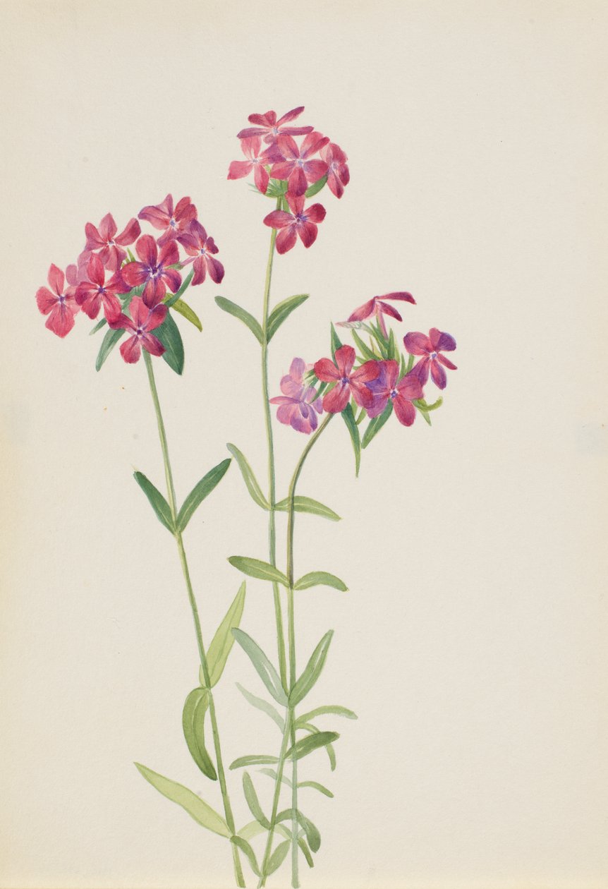 Szőrös Phlox Phlox amoena, kb. 1930-as évek eleje. alkotó: Mary Vaux Walcott