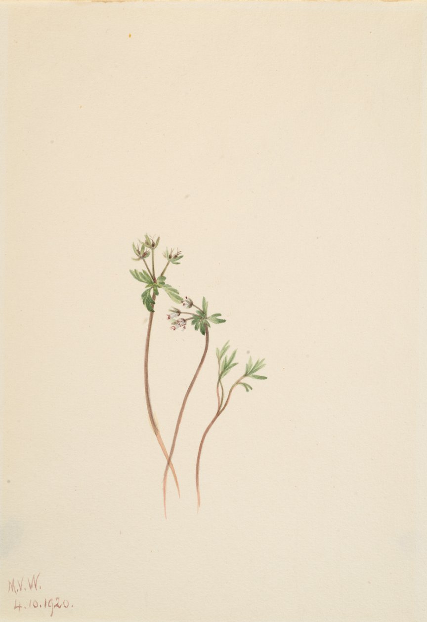 Az Erigenia bulbosa tavaszhírnöke, 1920. alkotó: Mary Vaux Walcott