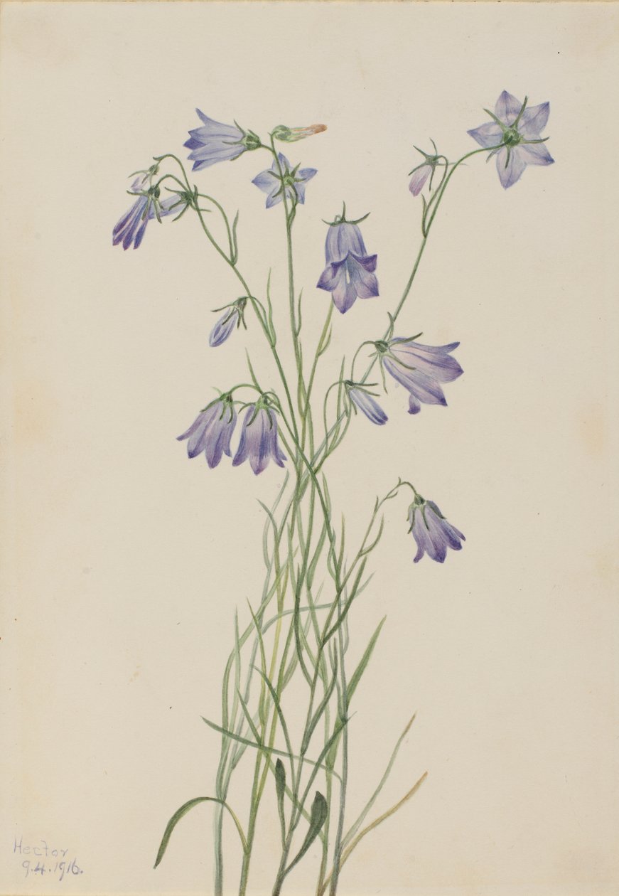 Harangvirág (Campanula rotundifolia) alkotó: Mary Vaux Walcott