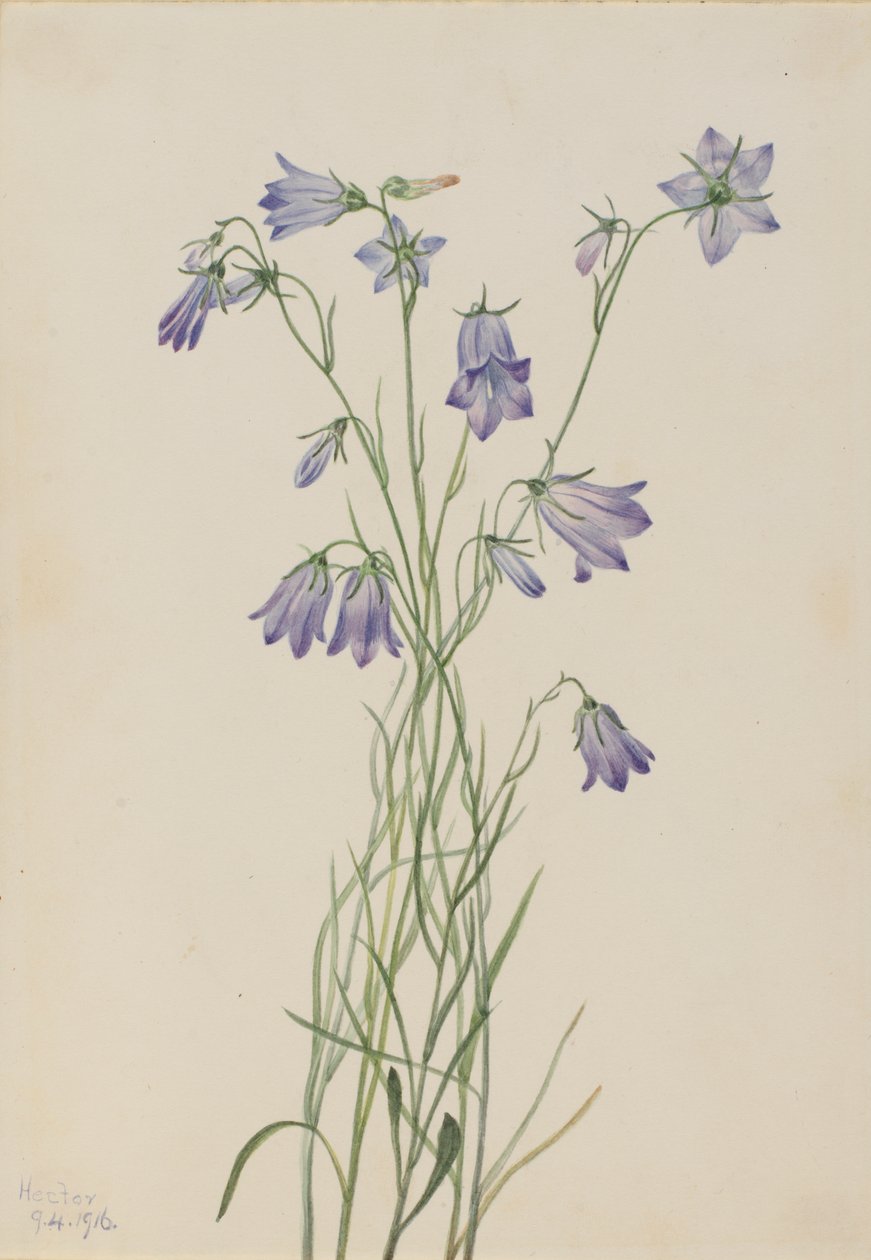 Harebell Campanula rotundifolia, 1916. alkotó: Mary Vaux Walcott