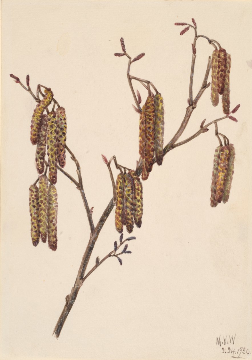 Mogyoró éger Alnus regosa, 1920. alkotó: Mary Vaux Walcott