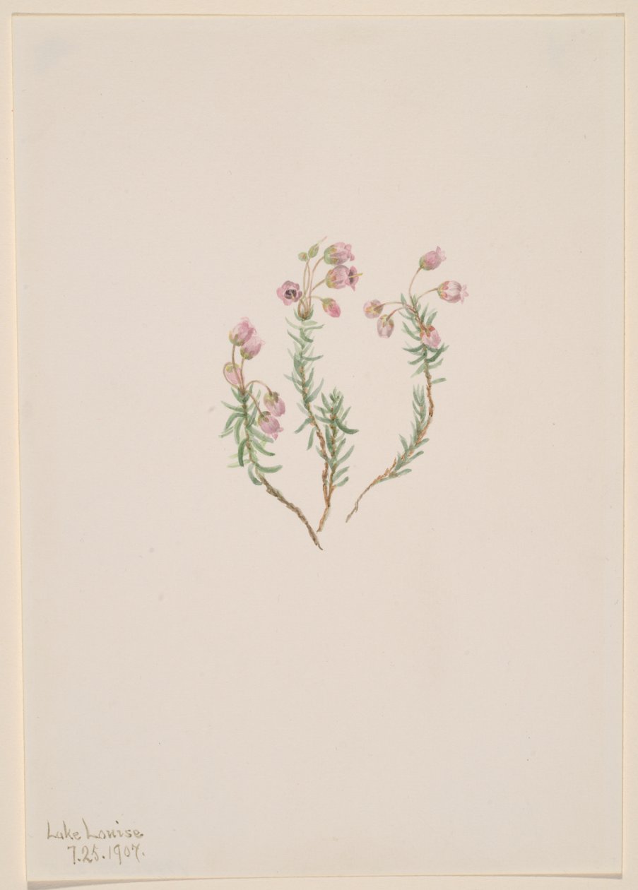 Heather Phyllodoce intermedia, 1907. alkotó: Mary Vaux Walcott