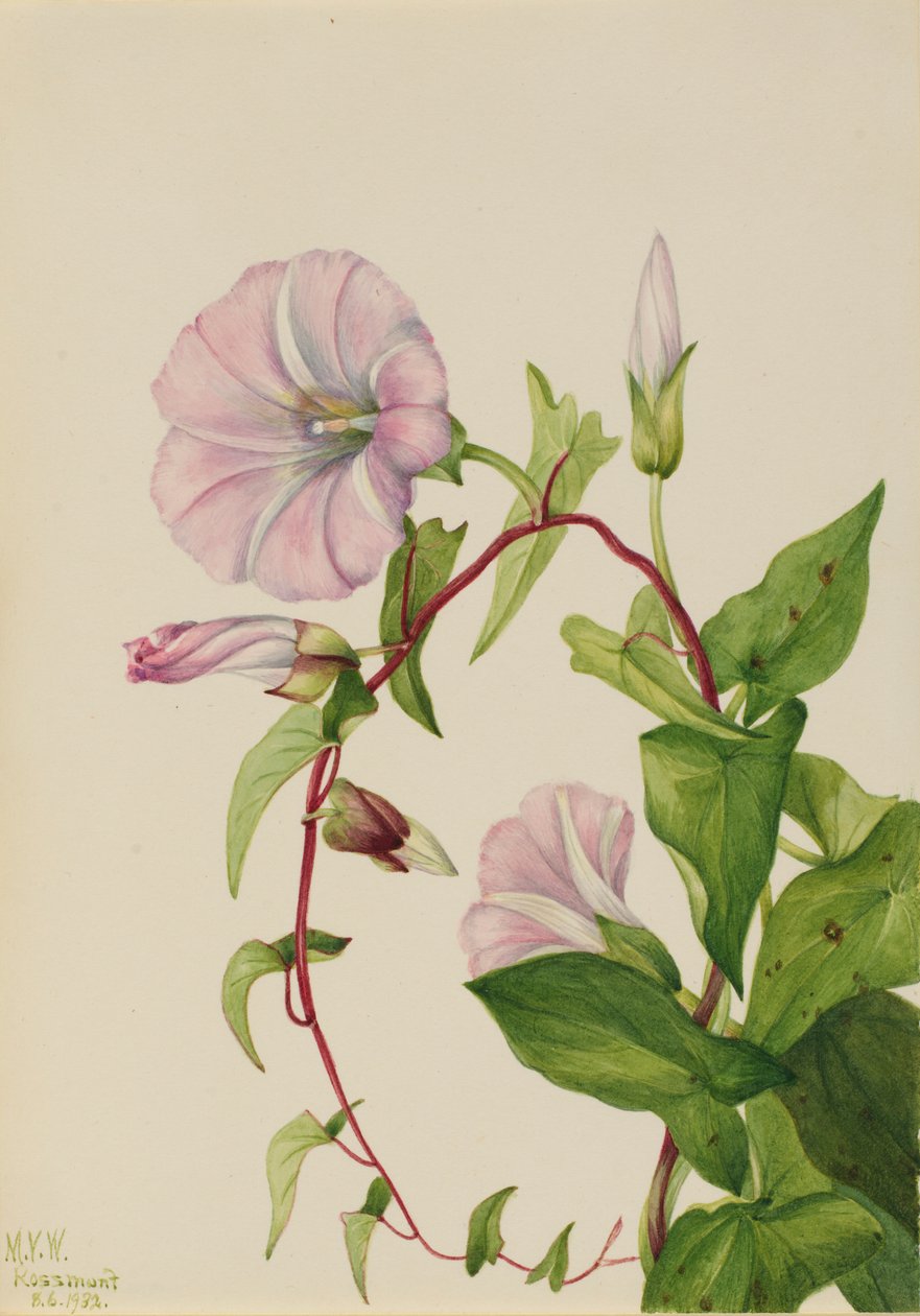 Sövényfű (Calystegia (Convolvulus) sepium) alkotó: Mary Vaux Walcott